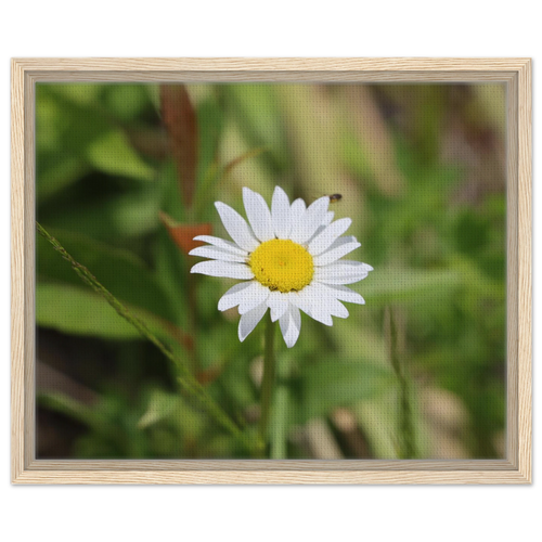 Framed canvas print featuring a daisy with a natural wood frame
