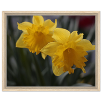 Vibrant Yellow Daffodil Framed Canvas Art - Brighten Your Space with Floral Elegance & Wood Frame Options