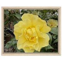 Vibrant Yellow Rose Bloom Framed Canvas Print – Choose Your Size & Frame Style