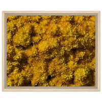 Vibrant Golden Chrysanthemums Framed Canvas Print - Elevate Your Space with Floral Radiance