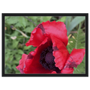 Framed canvas of red poppy with black frame on a white background