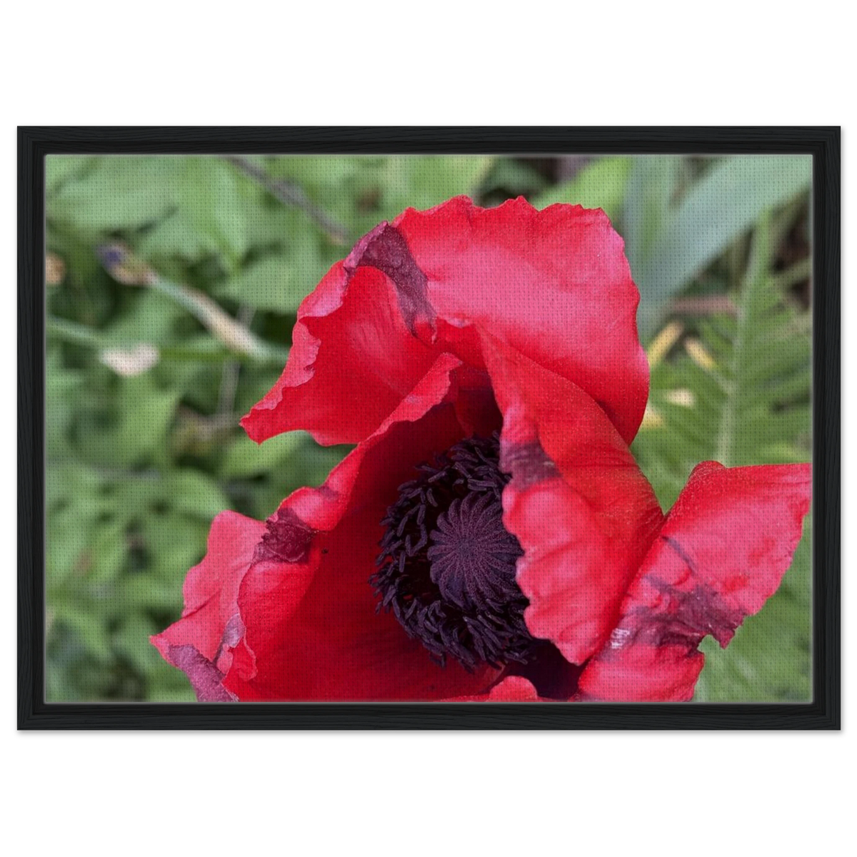 Framed canvas of red poppy with black frame on a white background