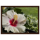 Framed canvas featuring white hibiscus flower and dewdrops with medium walnut frame