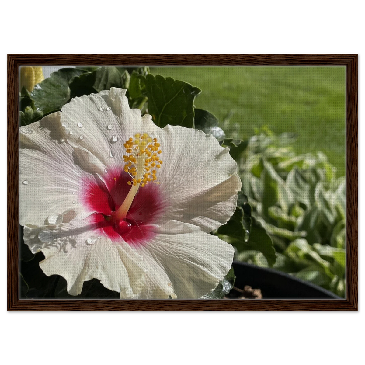 Framed canvas featuring white hibiscus flower and dewdrops with medium walnut frame