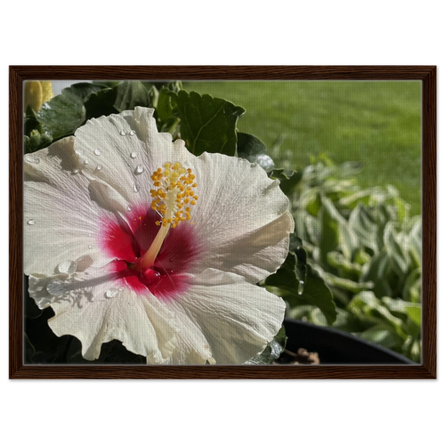 Framed canvas featuring white hibiscus flower and dewdrops with medium walnut frame